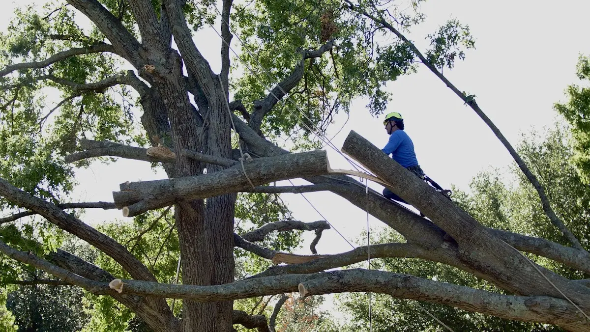 Professional Crown Thinning performed by certified arborists in Drexel