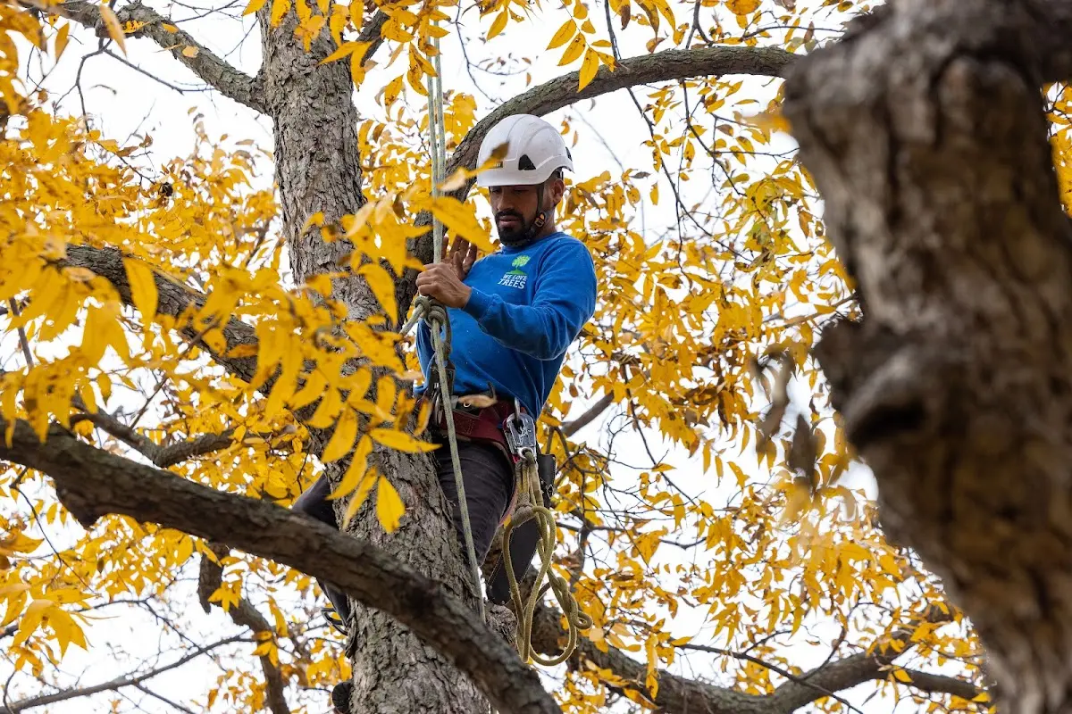 Skilled Tree Trimming crew working in Drexel